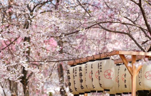 HANAMI – LỄ HỘI (NGẮM HOA ANH ĐÀO) NHẬT BẢN