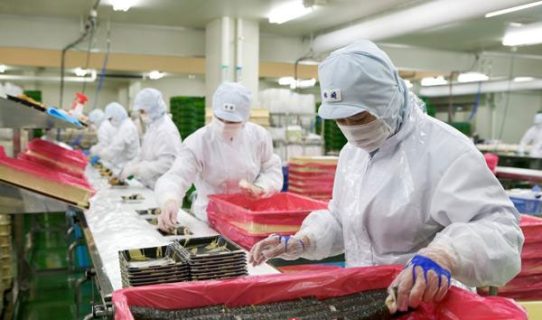 Tuyển 04 Nam, 02 Nữ Chế Biến Rong Biển Nâu, Hải Sản Khô – Kumamoto